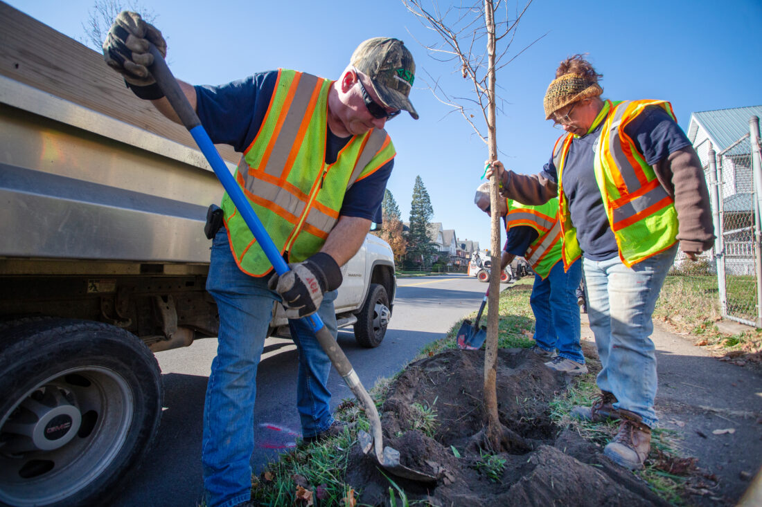 Newberry tree planting done ahead of storm News, Sports, Jobs